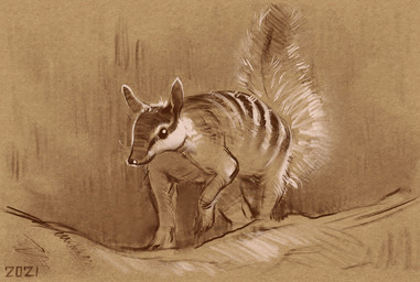 black_eyes black_nose black_stripes feral fluffy fluffy_tail quadruped raised_leg solo stripes tail walking white_stripes alexpahomov dasyuromorph mammal marsupial numbat 2021 digital_drawing_(artwork) digital_media_(artwork) monochrome sepia sketch