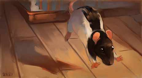 ambiguous_gender black_body black_fur feral floor fur jumping multicolored_body multicolored_fur pink_ears pink_paws pink_tail shadow solo tail white_body white_fur wood wood_floor alexpahomov mammal murid murine rat rodent 2021