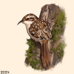 beak black_beak black_eyes black_markings branch brown_body brown_feathers brown_tail_feathers feathers feral lichen markings multicolored_body multicolored_feathers on_branch solo spots spotted_body spotted_feathers white_body white_feathers white_spots alexpahomov avian bird certhioid eurasian_treecreeper oscine passerine treecreeper 1:1 2024 digital_media_(artwork) digital_painting_(artwork) painting_(artwork)