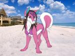 beach bikini black_hair building claws clothed clothed_feral clothing cloud curled_tail detailed_background female feral feral_with_hair fur hair house long_hair looking_at_viewer multicolored_body multicolored_fur multicolored_hair outside photo pink_body pink_fur purple_eyes purple_hair sand sea seaside skimpy sky solo sparklefur summer swimwear tail two-piece_swimsuit water wet wet_body wet_fur wet_hair white_body white_fur window aisu_art third-party_edit fracture canid canine canis domestic_dog husky mammal nordic_sled_dog spitz 2014 photo_manipulation