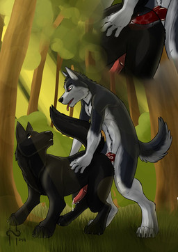 anal anal_penetration animal_genitalia animal_penis anthro anthro_on_feral anthro_penetrating anthro_penetrating_feral bestiality biped black_body black_fur black_nose black_tail brown_eyes canine_genitalia canine_penis duo erection feral feral_penetrated fur genitals glistening glistening_eyes grass grey_body grey_fur grey_tail internal male male/male male_penetrated male_penetrating male_penetrating_male nude open_mouth outside_sex penetration penile penile_penetration penis penis_in_ass plant quadruped red_eyes red_penis sex side_view standing standing_sex tail tongue tongue_out tree white_body white_fur white_tail hufnaar canid canine mammal 2014 dated hi_res