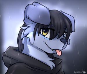 blep clothing cute_fangs fangs freckles heterochromia hoodie kemono male raining smile solo teeth tongue tongue_out topwear snowybark snowsdrift_(snowstormbat) border_collie canid canine canis collie domestic_dog herding_dog mammal pastoral_dog sheepdog hi_res portrait