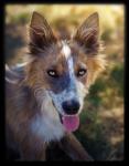 ambiguous_gender black_body black_fur black_nose brown_body brown_fur countershading detailed_background feral fur inner_ear_fluff looking_at_viewer nature open_mouth outside photorealism quadruped solo standing tongue tongue_out tuft white_body white_countershading yellow_eyes novawuff australian_cattle_dog canid canine canis cattledog domestic_dog herding_dog mammal pastoral_dog 2012 hi_res portrait