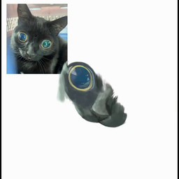 black_body black_ears black_fur blue_eyes feral fur real solo whiskers wide_pupils yellow_sclera tr1clip domestic_cat felid feline felis mammal 1:1 animated no_sound redraw reference_image short_playtime timelapse video