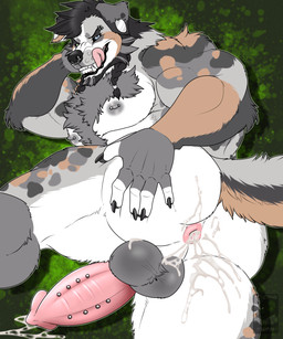 anthro anus balls beard bodily_fluids butt cum cum_inside ejaculation facial_hair floppy_ears frenum_ladder frenum_piercing genital_fluids genital_piercing genitals heterochromia knot ladder_piercing male muscular muscular_male nipple_piercing nipples penis penis_piercing piercing sex solo tigran_the_werewolf zeth_(character) australian_shepherd border_collie canid canine canis collie domestic_dog herding_dog mammal pastoral_dog sheepdog 5:6 absurd_res digital_media_(artwork) hi_res portrait three-quarter_portrait