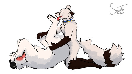 anal anal_penetration anthro big_butt blush blushing_profusely brown_body brown_fur butt collar collar_only collar_tag covering covering_face duo eyes_closed feet foot_fetish foot_lick foot_play from_front_position fur hair hindpaw licking lying male male/male male_penetrated male_penetrating male_penetrating_male markings missionary_position nude on_back open_mouth paws penetration prey_penetrating_predator sex simple_background size_difference small_dom_big_sub small_top small_top_big_bottom tail tail_markings tongue white_background white_body white_fur wide_hips snow_the_arctic_fox(artist) arctic_fox bear canid canine fox mammal polar_bear true_fox ursine 16:9 colored digital_drawing_(artwork) digital_media_(artwork) hi_res shaded widescreen