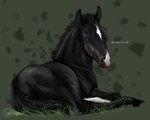 abstract_background ambiguous_gender black_body black_mane black_tail blue_eyes feral grass looking_at_viewer mane markings mouth_closed plant realistic solo tail white_markings young young_ambiguous young_feral scarlanya equid equine horse mammal 5:4 signature