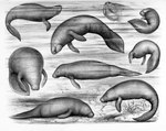 ambiguous_gender breathing feral legless partially_submerged plant rear_view solo tail water philibert_charles_berjeau public_domain mammal manatee marine sirenian 1885 19th_century ancient_art hi_res monochrome multiple_images traditional_media_(artwork)