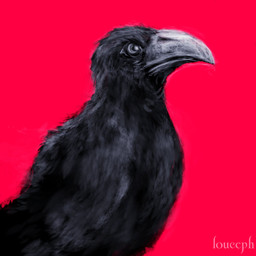 ambiguous_gender beak beak_closed black_body black_feathers black_wings feathers feral grey_beak mouth_closed red_background simple_background solo text winged_arms wings louceph avian bird corvid corvus_(genus) crow oscine passerine 1:1 2019 artist_name black_and_red digital_media_(artwork) digital_painting_(artwork) hi_res painting_(artwork)