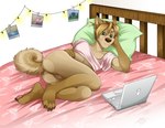 anthro balls barefoot bed blonde_hair bottomless bottomless_anthro bottomless_male brown_nose butt casual_nudity clothed clothing computer countershading crop_top curled_tail electronics feet fur furniture genitals green_eyes hair hair_bun head_on_pillow inside laptop looking_at_computer looking_at_object lying lying_on_bed male on_bed on_side pawpads photo pillow pink_bedding pink_clothing pink_crop_top pink_pawpads pink_shirt pink_topwear shirt simple_background smile solo tail tan_body tan_fur topwear white_background jackaloo river_lakes canid canine canis domestic_dog mammal 2021 hi_res nonbinary_(lore)