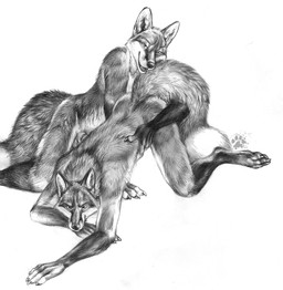 all_fours anthro balls barely_visible_genitalia barely_visible_penis claws dipstick_tail duo finger_claws fur genitals gloves_(marking) hand_on_hip inner_ear_fluff leg_markings looking_at_viewer male male/male markings nude nude_anthro nude_male pawpads paws penis pointy_ears prick_ears simple_background socks_(marking) tail tail_markings toe_claws tuft white_background blotch scratches_volume_5 canid canine fox mammal red_fox true_fox 2011 hi_res monochrome traditional_media_(artwork)