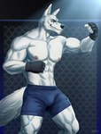 5_fingers abs anthro athletic athletic_anthro athletic_male biceps black_clothing black_eyebrows black_gloves black_handwear black_nose blue_eyes bottomwear bulge chest_tuft clothing eyebrows fighting_gloves fighting_pose fighting_ring fingers fist fur gloves hair hairy handwear light looking_aside looking_at_another male mma muscular muscular_anthro muscular_legs muscular_male muscular_thighs nipples pecs pose shorts smile solo standing tail tail_tuft triceps tuft white_body white_fur white_hair amon-sydonai canid canine canis mammal wolf hi_res