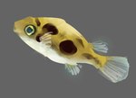 ambiguous_gender feral fin grey_background markings multicolored_body pectoral_fin side_view simple_background solo spots spotted_markings tail tail_fin rekkadraws dwarf_pufferfish fish marine pufferfish tetraodontiform 2025 digital_media_(artwork) full-length_portrait portrait