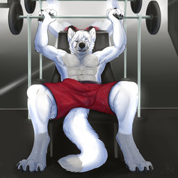 4_toes 5_fingers abs anthro ball_bulge bench_press biceps biped bodily_fluids bottomwear bulge claws clothed clothing detailed_bulge dipstick_tail erection exercise feet fingers fishnet_clothing fur grey_body grey_fur gym hair leg_markings looking_at_viewer male markings mesh_shorts mirror multicolored_body multicolored_fur multicolored_tail muscular muscular_anthro muscular_male one_eye_closed pawpads paws pecs public public_erection red_bottomwear red_clothing red_shorts shorts shorts_only smile smug smug_grin socks_(marking) solo sweat tail tail_markings toes topless translucent tuft weightlifting weights white_body white_fur white_hair wink workout themutt pyro_wolfie canid canine canis mammal wolf 1:1 2017 digital_media_(artwork) hi_res