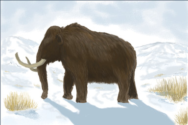 brown_body brown_fur feral fur grass mountain plant proboscis_(anatomy) quadruped snow solo trunk_(anatomy) tusks walking mihin89 elephantid mammal mammoth prehistoric_species proboscidean woolly_mammoth 2013 3:2 colored