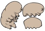ambiguous_gender claws dreamscreep earless eyeless feral group hi_res multiple_styles octoped simple_background sitting tan_body tardigrade toe_claws toony trio white_background wrinkles
