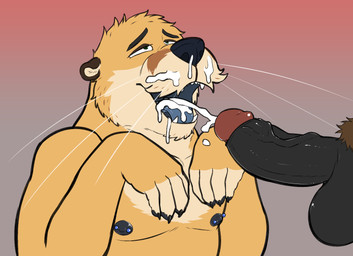 anthro anthro_on_anthro areola balls black_nose bodily_fluids cum cum_in_mouth cum_inside cumshot duo ejaculation erection eyebrows foreskin fur genital_fluids genitals glans gradient_background humanoid_genitalia humanoid_penis looking_up male male/male nipple_piercing nipples nude open_mouth open_smile penis piercing pubes retracted_foreskin simple_background smile tan_body tan_fur teeth tongue vein veiny_penis whiskers werewhisky kaz_(werewhisky) ambiguous_species mammal mustelid otter 2025 digital_media_(artwork)
