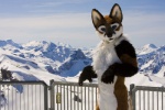 anthro clothed clothing costume fursuit male mountain outside real scenery snow solo switzerland furryfoxfur scribblefox foxfur canid canine fox mammal 3:2 grandfathered_content