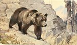 1911 20th_century ambiguous_gender ancient_art bear black_nose brown_body brown_fur carl_rungius claws detailed_background feral fur hi_res mammal outside quadruped signature solo toe_claws traditional_media_(artwork) walking