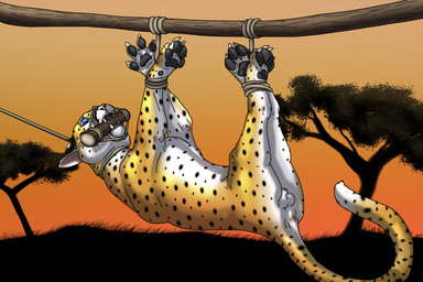 anus balls bdsm bit_gag bondage bound carrying_another feet feral feral_bondage gag gagged genitals legs_tied male muzzle_(object) muzzled paws pole rope solo tail tail_anus raptorroper cheetah felid feline mammal 3:2 hi_res