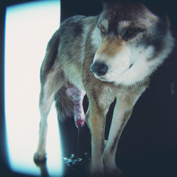 anatomically_correct animal_genitalia animal_penis black_nose bodily_fluids brown_body brown_fur canine_genitalia canine_penis cum cum_drool cum_on_ground digitigrade ejaculation erection feral fur genital_fluids genitals grey_body grey_fur knot knotted_penis looking_at_viewer male male_feral penis quadruped realistic realistic_feral snout solo vein veiny_penis whiskers white_body white_fur srvn canid canine canis mammal wolf 1:1 3d_(artwork) digital_media_(artwork) hi_res