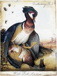 ambiguous_gender beak blood bodily_fluids death duo environmental feathers feral flippers horror_(theme) pollution water walton_ford aix_(genus) anatid anseriform avian bird duck wood_duck painting_(artwork) traditional_media_(artwork) watercolor_(artwork)