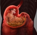 ambiguous_gender anthro bodily_fluids duo ears_down extreme_size_difference fully_inside fur grey_background grey_body grey_fur imminent_death inside inside_stomach internal macro male micro orange_eyes pivoted_ears simple_background sitting size_difference stomach_acid unseen_pred vore white_body white_fur allsonwa canid canine fox mammal