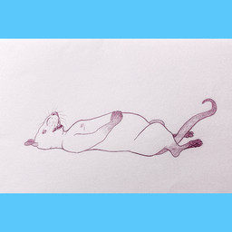 anthro areola fur immobile inflation lying male nipples obese on_back overweight semi-anthro simple_background solo weight_gain whiskers white_background white_body white_fur brotherrat mammal murid murine rat rodent 1:1 animated animated_gif monochrome short_playtime sketch slideshow