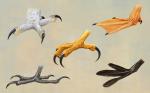 4_toes ambiguous_gender anisodactyl avian_feet claws feathers feet feral foot_shot membrane_(anatomy) photorealism solo tagging_guidelines_illustrated toes webbed_feet white_body white_feathers zygodactyl ilmizu anatid anseriform avian bird duck eastern_spot-billed_duck grebe grey-faced_buzzard japanese_pygmy_woodpecker little_grebe owl strix_(genus) true_owl ural_owl multiple_images