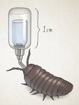 ambiguous_gender antennae_(anatomy) bottle container domestic_pet drinking drinking_water feral grey_body segmented segmented_body simple_background solo textured_background water water_bottle white_background aggiepython arthropod crustacean isopoda malacostracan pill_bug woodlouse 3:4 colored hi_res shaded