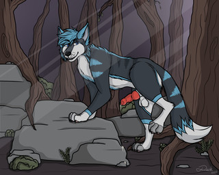 animal_genitalia animal_penis balls blue_eyes bodily_fluids canine_genitalia canine_penis dripping erection feral forest_background fur genital_fluids genitals knot knotted_penis leaking_precum looking_at_viewer male multicolored_body multicolored_fur paws penis precum precum_drip precum_string presenting raised_leg sheath solo darko_fur lupus_carnifex canid canine canis mammal wolf 5:4 hi_res