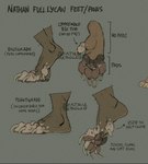 5_toes anthro claws digitigrade disembodied_foot feet foot_focus foot_sole male pawpads plantigrade solo text toe_claws toes beatriz_rebollo mythology nathan_(beatriz) canid canine mammal mythological_canine mythological_creature werecanid werecanine werecreature werewolf english_text hi_res model_sheet