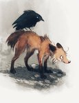 ambiguous_gender black_body black_feathers brown_body brown_fur claws digitigrade duo ears_back feathers feral finger_claws fur orange_body orange_fur pivoted_ears quadruped size_difference toe_claws skia avian bird canid canine corvid corvus_(genus) fox mammal oscine passerine raven hi_res