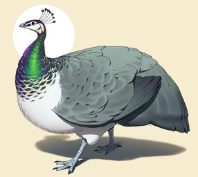 beak female feral solo entitycore avian bird galliform peafowl phasianid aliasing digital_drawing_(artwork) digital_media_(artwork)