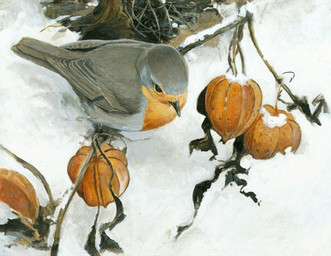 branch feathers feral grey_body grey_feathers on_branch orange_chest perching realistic snow solo winter renum63 avian bird chat_(bird) european_robin old_world_flycatcher oscine passerine robin_(bird) saxicoline 2013 detailed