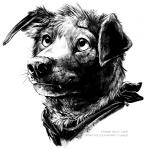 2015 ambiguous_gender bandanna black_bandanna black_body black_clothing black_ears black_eyes black_fur black_kerchief black_neckerchief black_nose blackteagan canid canine canis clothed clothing domestic_dog fangs floppy_ears fur greyscale headshot_portrait kerchief looking_up mammal monochrome neckerchief portrait signature simple_background smile snout solo teeth whisker_spots whiskers white_background year