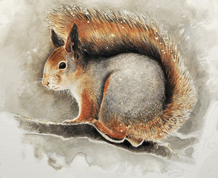 black_eyes branch feral fur ginger_fur grey_body grey_fur on_branch quadruped solo whisker_spots renum63 mammal rodent sciurid tree_squirrel 2001 painting_(artwork) traditional_media_(artwork) watercolor_(artwork)