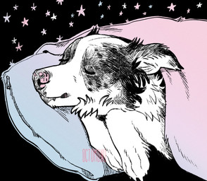 ambiguous_feral ambiguous_gender black_body black_fur black_nose cheek_tuft claws eyes_closed facial_tuft feral fur happy mouth_closed neck_tuft pattern_background pillow pink_nose simple_background sky sleeping solo star starry_sky text tuft under_blanket under_covers white_body white_fur 0ct0m0n0 canid canine canis domestic_dog mammal artist_name