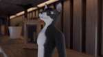 16:9 3d_(artwork) 3d_animation animated anthro apartment belly blender_(software) blender_cycles bodily_fluids breasts burping burping_in_face canid canine canis clothed clothing digital_media_(artwork) domestic_dog duo female female_pred fully_inside hand_on_belly hi_res husky macro male male/female male_prey mammal micro navel neck_bulge neeko_(plesiodog) nordic_sled_dog oral_vore plesiodog riley_(plesiodog) rumbling_stomach saliva saliva_string size_difference sound sound_effects spitz swallowing swallowing_sound_effect tail tamaskan_dog teeth tongue vore webm widescreen