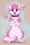 adelar_elric canid canine collar eye_scar facial_scar feral fur heart_symbol hi_res mammal on_hind_legs open_mouth pink_body pink_fur scar solo