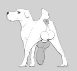 animal_genitalia animal_penis anus backsack balls big_penis canine_genitalia canine_penis feral floppy_ears fur genitals huge_penis knot looking_at_viewer looking_back looking_back_at_viewer male penis perineum quadruped rear_view simple_background solo tail white_body white_fur causationcorrelation canid canine canis domestic_dog mammal schnauzer monochrome