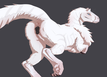 animal_genitalia animal_vulva anus biped bipedal_feral blue_eyes butt canine_genitalia canine_vulva claws digitigrade feathers female feral genitals grey_background looking_at_viewer presenting presenting_anus presenting_vulva pupils raised_tail sharp_teeth simple_background slit_pupils solo tail tail_anus tail_feathers teeth toe_claws vulva white_body white_feathers holoeclvpse dinosaur feathered_dinosaur feathered_scalie prehistoric_species reptile saurischian scalie theropod tyrannosauroid yutyrannus shaded