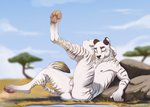 anthro anus balls blurred_background eyes_closed fur genitals leaning leaning_backward legs_up male outside pawpads paws savanna solo striped_body striped_fur stripes white_body white_fur joonkorner safari felid feline mammal pantherine tiger absurd_res hi_res