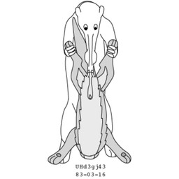 animal_genitalia balls balls_in_mouth castration claws cock_and_ball_torture duo feral forced forced_castration fur genital_mutilation genital_torture genitals held_upside_down holding_another long_snout male male/male mutilation neutering otter_tail sheath simple_background snout tail upside_down white_background urbanhermit mammal mustelid otter unknown_species 1983 1:1 dated greyscale monochrome