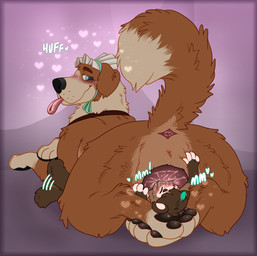 animal_genitalia animal_vulva anthro anthro_on_feral anus bestiality black_nose blue_eyes blush bodily_fluids bonnet brown_body brown_fur brown_hair brown_paws canine_genitalia canine_vulva circle_eyebrows claws clothing collar cunnilingus dipstick_hair dipstick_tail dominant dominant_female dominant_feral duo eyebrows eyelashes eyes_closed facesitting facial_markings female female_feral feral finger_claws fingerless_(marking) fingerless_gloves_(marking) floppy_ears fur genital_fluids genitals gloves_(marking) hair head_markings headgear headwear heart_symbol larger_female larger_feral looking_at_another looking_at_partner lying male male/female male_anthro markings mask_(marking) multicolored_body oral pawpads paws penetration pink_vulva raised_tail sex simple_background sitting_on_another size_difference smaller_male smothering snout_fuck tail tail_anus tail_markings tail_motion tailwag tan_body tan_fur text tongue tongue_out vaginal vaginal_fluids vaginal_penetration vulva pariahpuppy nana_(peter_pan) peanut_(someferret) canid canine canis domestic_dog domestic_ferret mammal molosser mountain_dog mustelid musteline saint_bernard true_musteline weasel absurd_res colored digital_drawing_(artwork) digital_media_(artwork) hi_res