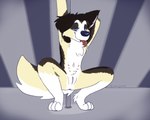 anthro anus crouching curled_tail dancing female genitals looking_at_viewer multi_nipple nipples pole pole_dancing pussy simple_background smile smirk solo tail tongue tongue_out vixeyhuskybutt canid canine canis collie domestic_dog herding_dog mammal pastoral_dog sheepdog 5:4 hi_res