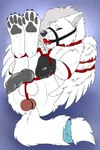 anal anal_penetration animal_genitalia animal_penis ball_gag balls bdsm bondage bound brown_eyes buttplug buttplug_in_ass buttplug_insertion canine_genitalia canine_penis erection facial_piercing fangs feathered_wings feathers feral fur gag gagged genitals grey_hair grey_pawpads grey_penis hair knot long_hair lying male muzzle_gag narrowed_eyes nose_piercing nose_ring object_in_ass on_back pawpads penetration penis piercing plug_(sex_toy) plug_insertion restraints ring_piercing rope rope_bondage septum_piercing septum_ring sex_toy sex_toy_in_ass sex_toy_insertion solo teeth tongue tongue_out white_balls white_body white_fur white_wings wings killthe_demon canid canine mammal hi_res