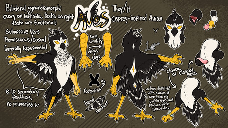 ambiguous_gender animal_genitalia anthro anus beak black_body black_feathers cloaca erection feathers genitals herm intersex looking_at_viewer nude open_mouth penis simple_background solo spread_legs spreading standing tail text white_body white_feathers lustfulaves aves_(lustfulaves) avian bird digital_media_(artwork) english_text hi_res model_sheet