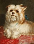 ambiguous_gender bedding black_nose brown_background feral fingers fur looking_at_viewer mouth_closed simple_background solo white_body white_fur maud_earl canid canine canis domestic_dog hunting_dog mammal terrier yorkshire_terrier ancient_art half-length_portrait hi_res painting_(artwork) portrait shaded soft_shading traditional_painting_(artwork)