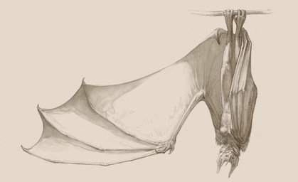 anthro arm_tuft bat_ears bat_nose bat_wings breasts female hanging_by_feet looking_at_viewer membrane_(anatomy) membranous_wings navel neck_tuft nipples nude shoulder_tuft solo tuft upside_down winged_arms wings webvein elena_(validheretic) bat leaf-nosed_bat mammal microbat vampire_bat yangochiropteran hi_res monochrome